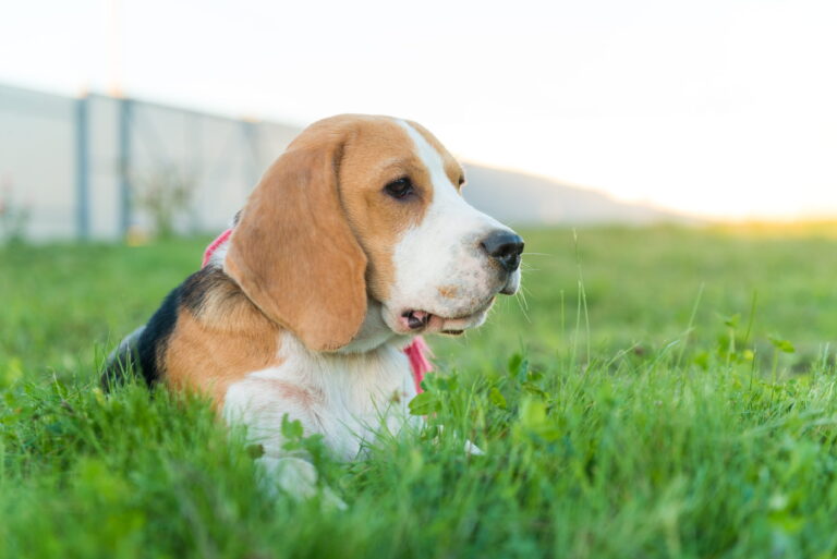 why do dogs eat grass