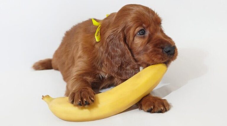 can dogs eat bananas