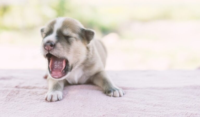 dog coughing causes