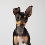 dog food for weight gain