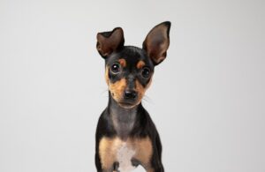 dog food for weight gain