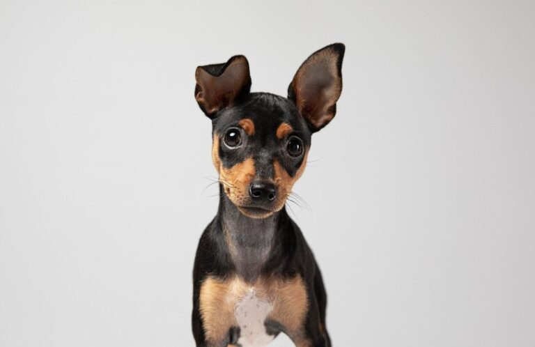 dog food for weight gain