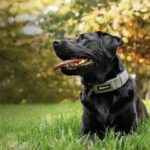 gps dog fence