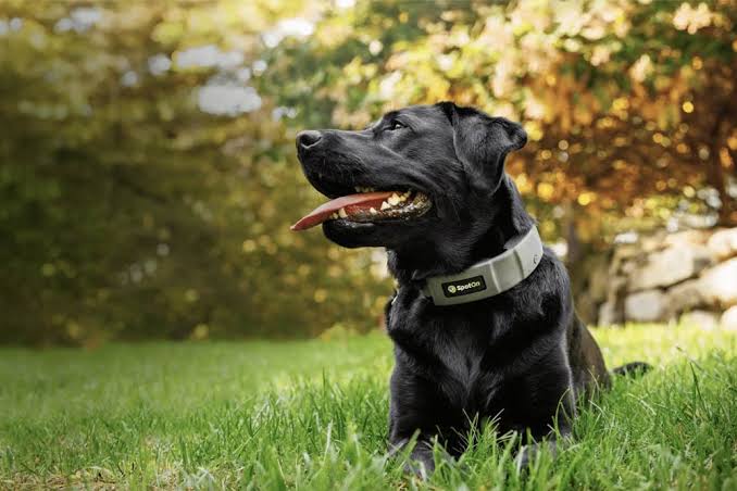 gps dog fence