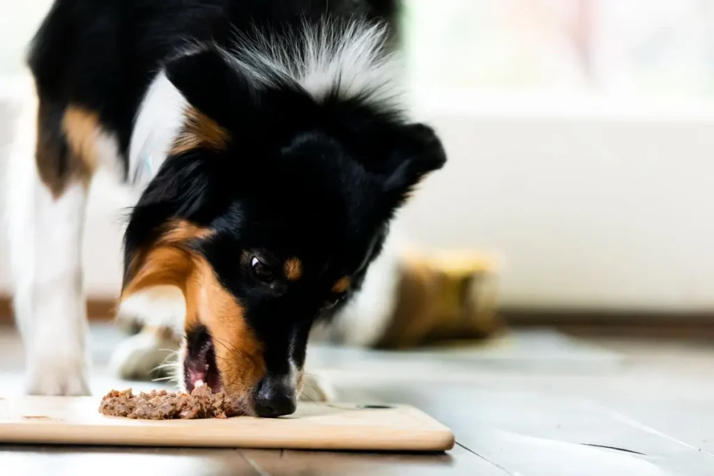 high protein food for border collies