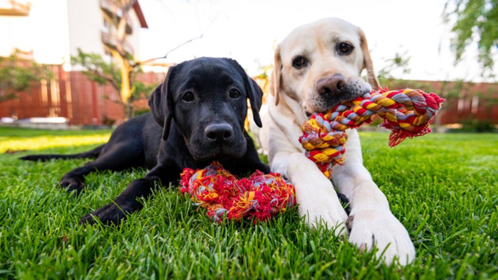 how to clean rope toys of dog
