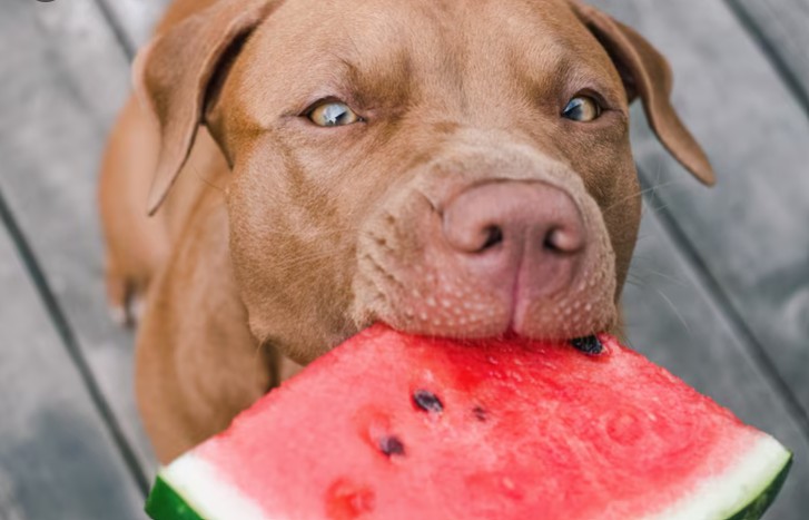 best fruit dogs can eat