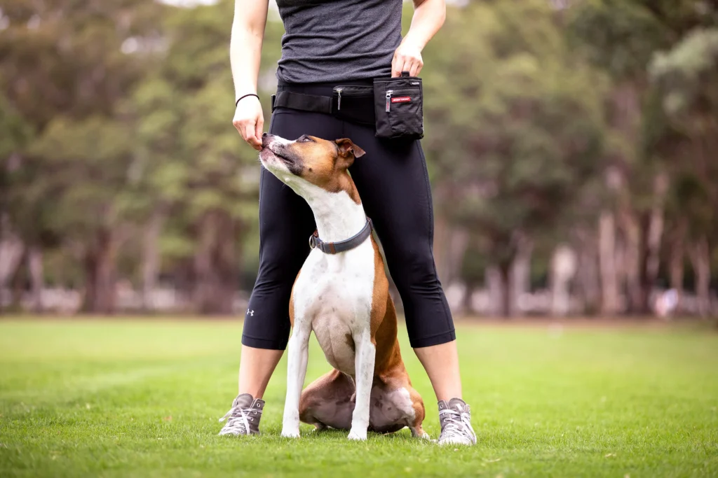 wireless dog fence training