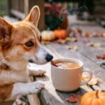 can dogs have cinnamon