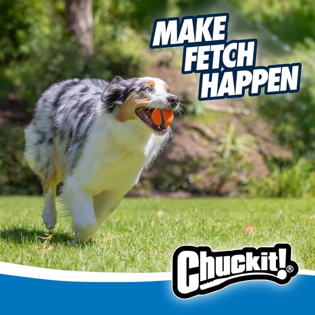 fetch ball toys for zoomies dog