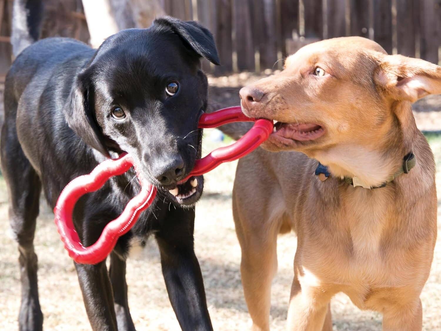 kong tug toy for zoomies dog