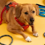 types of dog leashes