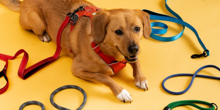 types of dog leashes