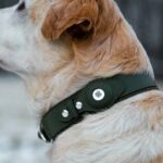 how to attach airtag dog collar