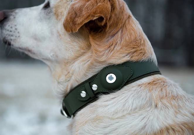 how to attach airtag dog collar