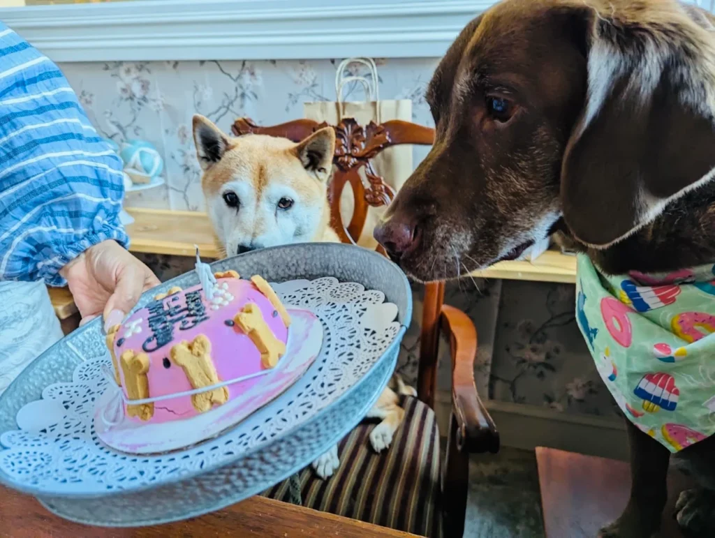 best dog friendly coffee