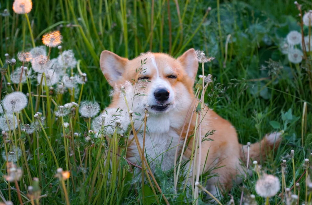 dog bitten by bee